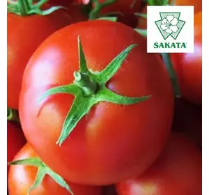 Томат Лінда F1, 500 шт. — насіння детермінантного, крупноплідного томату