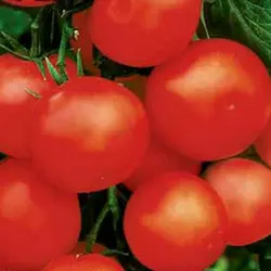 Насіння томату Єва F1, 1 г — ранній (95-100 дн), Елітний ряд