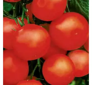 Насіння томату Єва F1, 1 г — ранній (95-100 дн), Елітний ряд