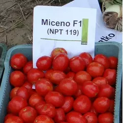 Томата Міцено F1 (Syngenta), 2500 насіння — середньо-ранній, червоний, детермінантний