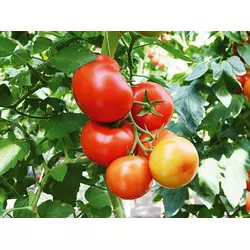 Насіння томату Мокка F1, 20 насінин — ранній (100-110 дн), червоний, індетермінантний (Елітний ряд)