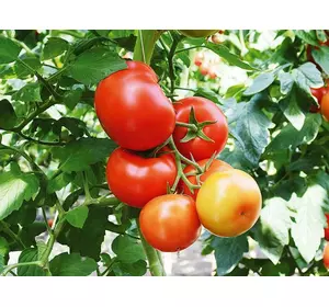 Насіння томату Мокка F1, 20 насінин — ранній (100-110 дн), червоний, індетермінантний (Елітний ряд)