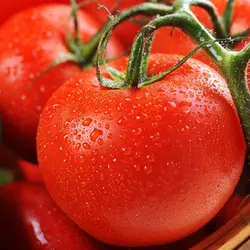 Насіння томату Толстой F1 5 г (Бейо/Bejo) — ранній (70-72 дня), червоний, індетермінантний.