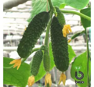 Насіння огірка Артист F1, 50 насіння — ультрараній (40-45 днів), партенокарпік Bejo