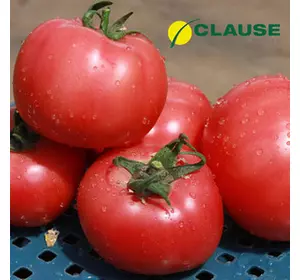 Насіння томату Афен F1 (Clause) 250 насіння — раннє (70 днів), РОСОВИЙ, круглий, індетермінантне.