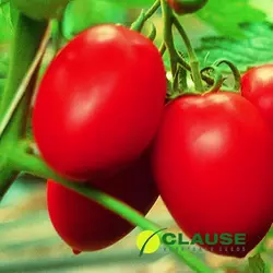 Насіння Колібрі F1 (Clause), 250 насіння — томат раннього, індитермінантного.