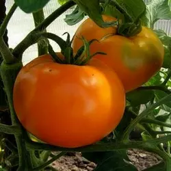 Насіння томату Алтайський помаранчевий, 30 насінин — Середньостиглий (110-115 дн), Елітний ряд, дійсний до 02.22, УЦІНКА