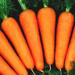 Насіння моркви «Абако F1» 1 000 000 шт.