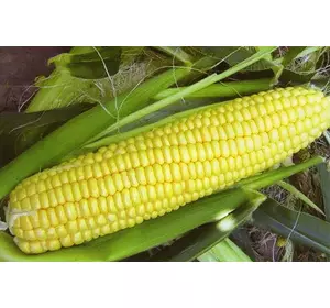 Насіння кукурудзи СВИТСТАР F1 / SWEETSTAR F1, 1 кг — середньостигла, цукрова, Syngenta