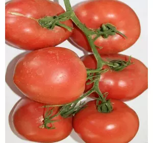 Насіння томату Пальміра F1, 1 г — ранній (90-93 дн), Елітний ряд