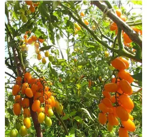 Насіння томату Золоті пальчики F1, 20 насінин — ранній (95-100 дн), Елітний ряд