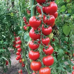Насіння томату Сакура F1, 5 насінин — ранній, Enza Zaden
