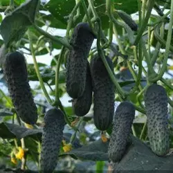 ЛЮТОЯР F1 / LUTOYAR F1, 500 насінин — партенокарпічний огірок, Yuksel Seeds