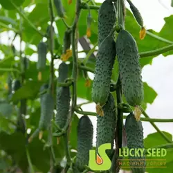 Насіння огірка Міміно F1, 250 насінин — партенокарпічний огірок, Lucky Seed