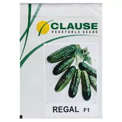 Регал F1 насіння огірка, 10 г — бджолинозапальний, ультраранний гібрид (45-48 днів) Clause