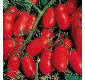 Насіння томату Інкас F1, 100 сем — ранній, червоний, детермінантний, вершка, Nunhens