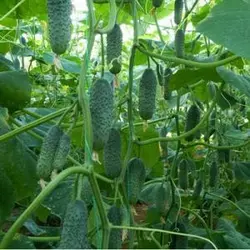 Кароліна F1 огірок (Lark Seeds), 10 насіння — ранній гібрид (45 днів), партенокарпік (до 2020)