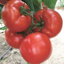 Насіння томату Ляна F1, 50 насінин — ранньостиглий (87- 89 дн), Елітний ряд, дійсний до 01.19, УЦІНКА