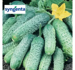 Насіння огірка Пасамонте F1 (Syngenta), 500 насіння — ранній гібрид (40-42 дні), партенокарпік
