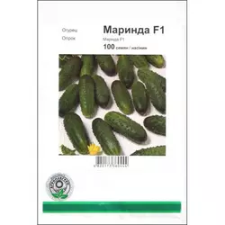Насіння огірка Маринда F1, 100 насіння — ультрараний гібрид (40-45 днів), партенокарпік, Seminis