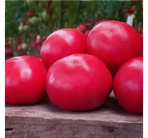 Насіння томату «Макан F1» (Macan F1) 250 шт.