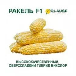 РАКЕЛЬ F1 / RAKEL F1 насіння солодкої кукурудзи, 5 г - суперсолодка, біколор, Clause