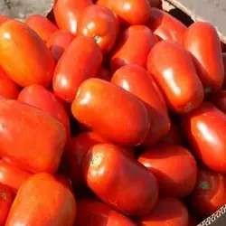 КЛАСИК F1 / CLASSIC F1, 10 насінин — томат детермінантний сливовидный, Nunhems, дійсний до 10.2022, УЦІНКА