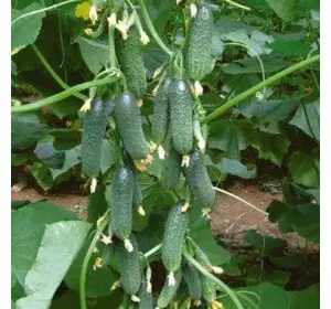 Насіння огірка Капприкорн F1/Kaprikorn F1, 500 насіння — огірок партенокарпічний, Yuksel Seeds
