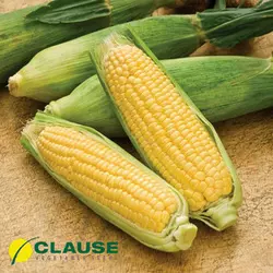 ЛЕНДМАРК F1 / LANDMARK F1, 20 насіння — кукурудза цукрова, Clause