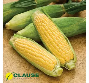 ЛЕНДМАРК F1 / LANDMARK F1, 20 насіння — кукурудза цукрова, Clause