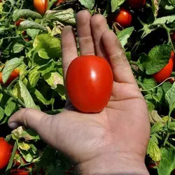 Насіння томату «Деріка F1» (KS/КС 720 F1) — детермінантний, сливовидний, 10 000 насінин