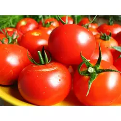 Насіння томату Загадка, 1 г — супер ранній сорт (80-85 дн), Елітний ряд
