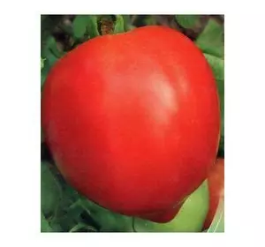 Насіння томату Соломон F1, 1 г — ранній (95-100 дн), червоний, детермінантний (Елітний ряд)