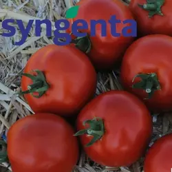 Насіння томатів «Мамако F1» Syngenta