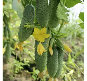 Грін Пік F1 насіння огірка, 1000 насіння — партенокарпічний, ранній (35-40 днів), запаковано 2015 г. УЦІНКА