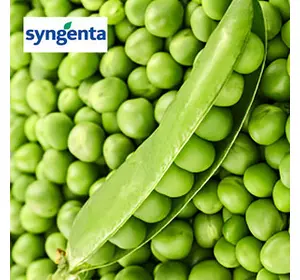 Насіння гороху Дакота (Syngenta) 100000 насіння/100 тис. сем — (50 днів), крупнозернистий, овочевий