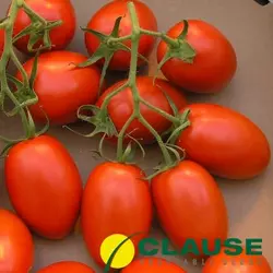 Діно F1 насіння томата 1000 сем — детермінантне, раннє Clause
