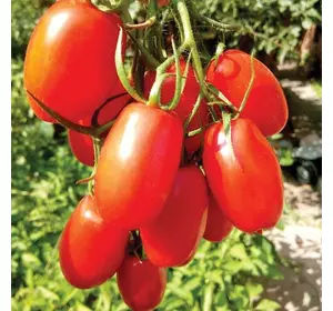 Насіння томату Брісколіно F1, 1000 нас — середньоранній, низькорослий, United Genetics