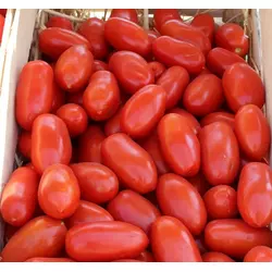 УЛІССІ F1 / ULISSE F1, насіння 2500 — томат детермінантний сливовидный, Syngenta