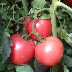 Насіння томата Хані Мун F1 (Clause) 250 насіння — раннє (65 днів), рожеве, форма "кругле", індитермінантне.