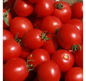 СОЛЕРОССО F1 / SOLEROSSO F1, насіння 20 — томат детермінантний, Професійне насіння