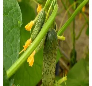 Салют F1 (Абсаліт F1) насіння огірка, 500 насіння — партенокарпік, ультрараннім (35-38 днів) NongWoo Bio