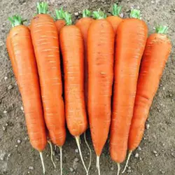 Насіння моркви Лагуна F1 (Nunhems) фр 2,0-2,2 мм 25000 насіння — ультра-ранній гібрид (60-65 днів), дійсний до 12.21, УЦІНКА
