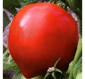 Насіння томату Барон F1, 1 г — ранній (93-97 дн), Елітний ряд