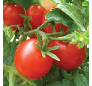 Насіння томату Таня F1, 1000 нас — середньоранній, детермінантного, Seminis, дійсний до 02.18, УЦІНКА