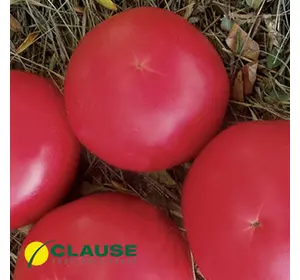 Фенда F1 насіння томата рожевого, 1000 насіння — раннє (60-65 днів), індитермінантне Clause