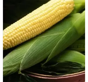 Насіння кукурудзи Спірит F1 (Syngenta), 100 тис. насіння — рання (67 днів), цукрова