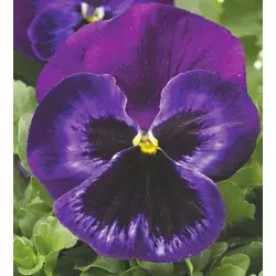Насіння Віола фіолетове Колосус F1, 100 насіння — грубо-колірна