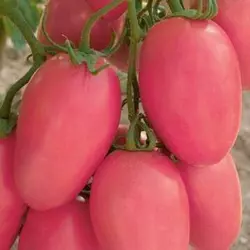 Насіння томату Рожевий новачок, 30 сем — середньоранній сорт, рожевий, детермінантний, сливка, Елітний ряд
