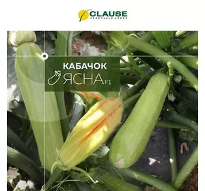 Ясна F1 кабачок (Clause), 5 насіння — кущовий гібрид кабачка.